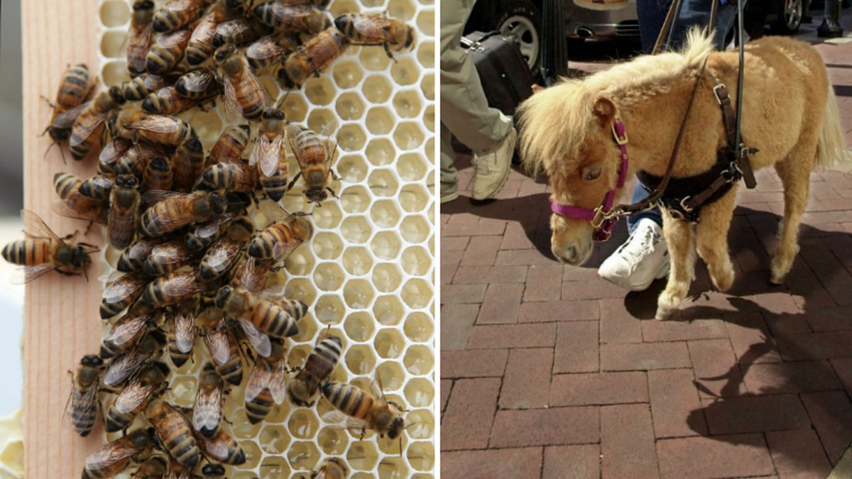 30 000 bin attackerade paret och deras djur.